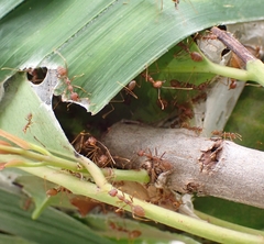 Oecophylla smaragdina