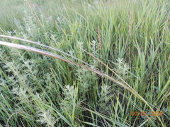 Stipa lessingiana
