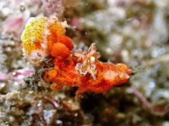 Plocamopherus