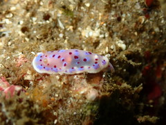 Goniobranchus thompsoni