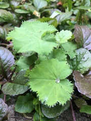 Alchemilla mollis