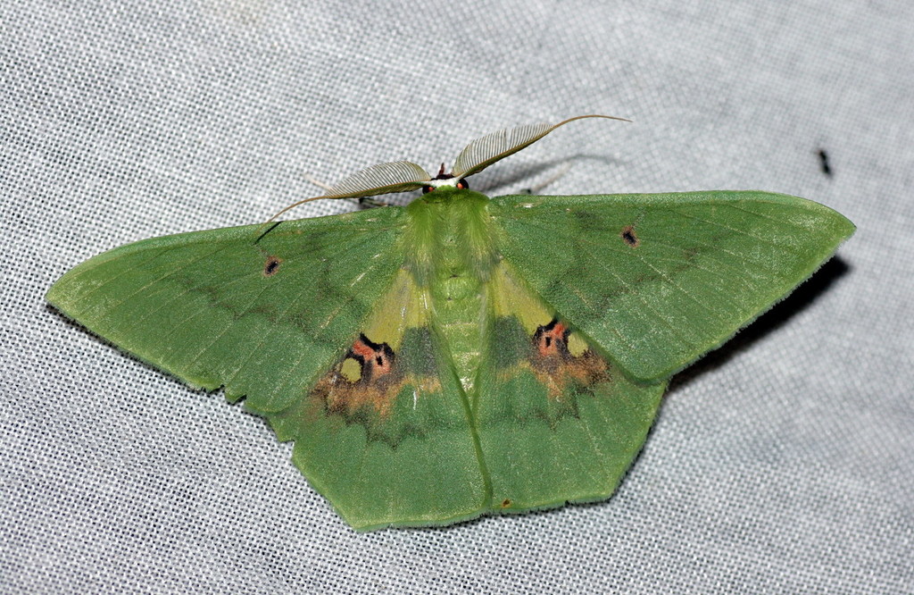 Emerald Moths