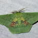 Emerald Moths - Photo (c) Alexey, some rights reserved (CC BY-SA)