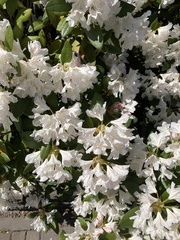 Rhododendron