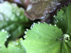Alchemilla mollis