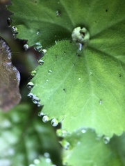 Alchemilla mollis