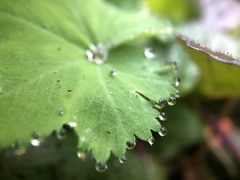 Alchemilla mollis