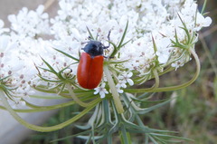 Labidostomis taxicornis
