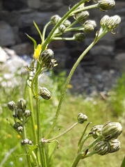 Crepis biennis