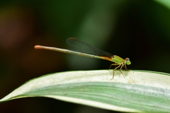 Ceriagrion cerinorubellum