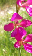 Gladiolus