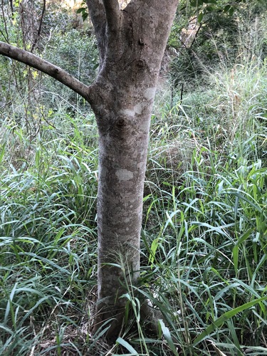 Ficus obliqua
