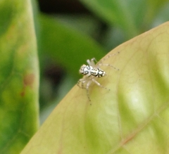 Phintelloides versicolor