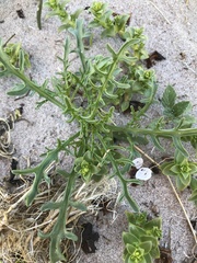 Cakile maritima baltica