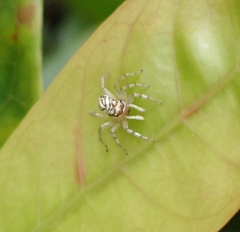 Phintelloides versicolor