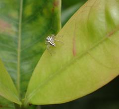 Phintelloides versicolor