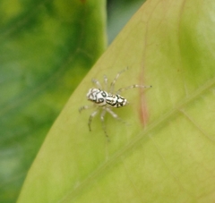 Phintelloides versicolor