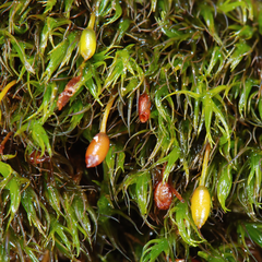 Grimmia hamulosa