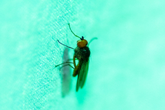 Diptera