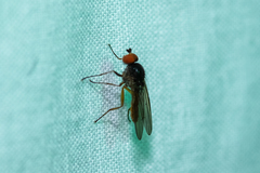 Diptera