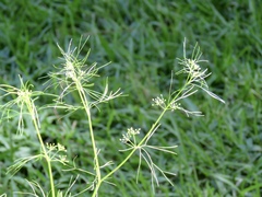 Ptilimnium nuttallii
