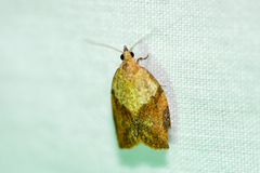 Epiphyas postvittana