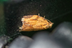 Epiphyas postvittana