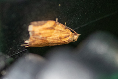 Epiphyas postvittana