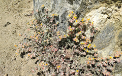 Acmispon argophyllus