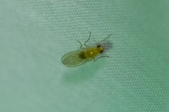 Diptera