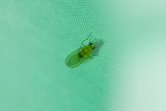 Diptera