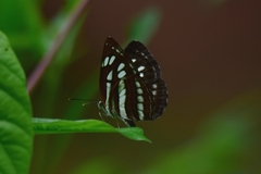 Neptis hylas
