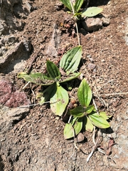 Plantago camtschatica