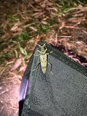 Elytrimitatrix undata