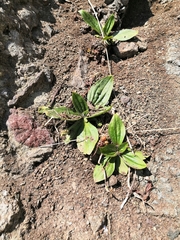 Plantago camtschatica