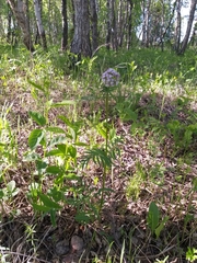 Valeriana alternifolia