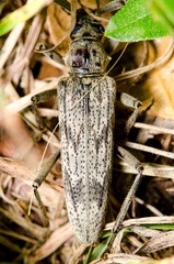 Elytrimitatrix undata