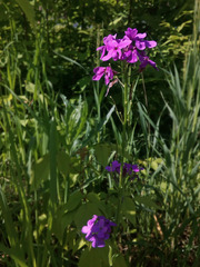 Hesperis matronalis