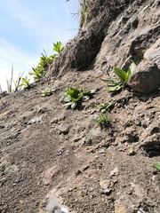 Plantago camtschatica