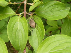Otiorhynchus bisulcatus