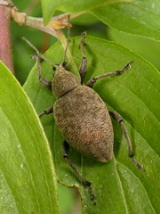 Otiorhynchus bisulcatus