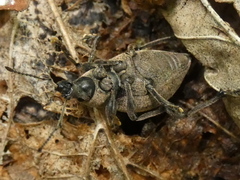 Otiorhynchus bisulcatus