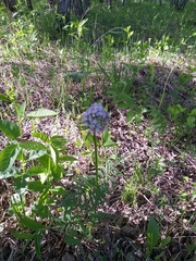 Valeriana alternifolia