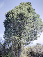 Pinus quadrifolia