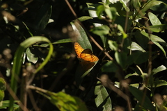 Phalanta