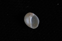 Eunaticina umbilicata