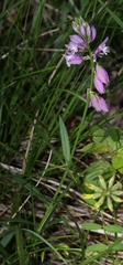 Polygala comosa
