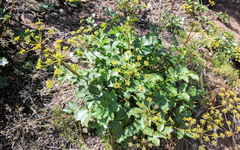 Tauschia arguta