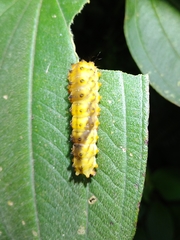 Eterusia aedea formosana