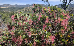 Arctostaphylos pringlei drupacea